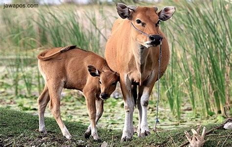 Mengenal Sapi Bali asli Indonesia - Sinau Ternak