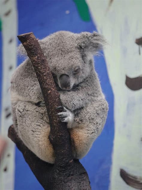 Sleeping Koala Bear · Free Stock Photo