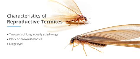 termite life cycle time - Beata Perdue