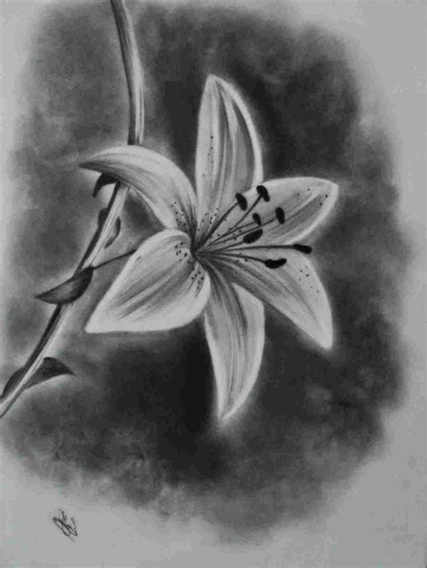 Charcoal Flower Drawings | Best Flower Site