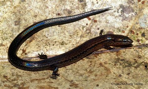 Discovered a new species of skink – Wildlife At Risk