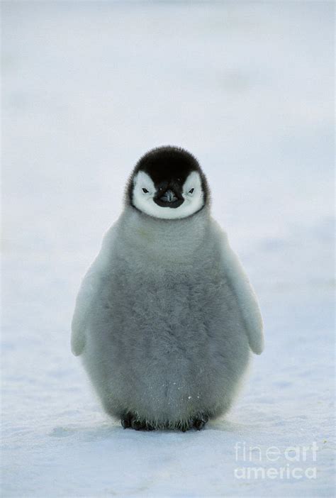 Emperor Penguin Baby Photograph by Konrad Wothe - Pixels