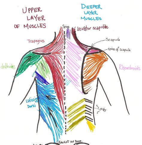 Best Back Muscles Training Exercises