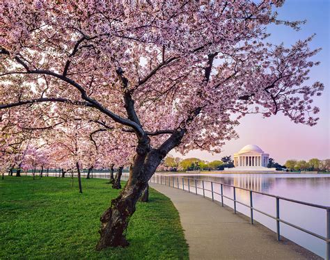 Washington Dc Cherry Trees, Footpath by Dszc