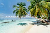 Free Stock photo of beach and palms | Photoeverywhere