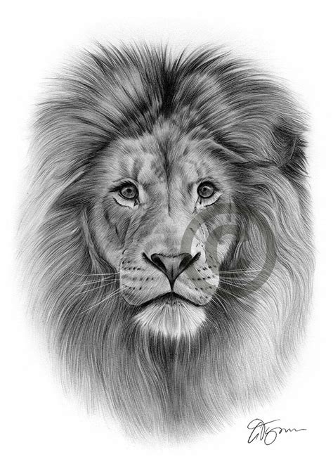 AFRICAN LION artwork pencil drawing print A3 / A4 sizes signed by UK artist | eBay