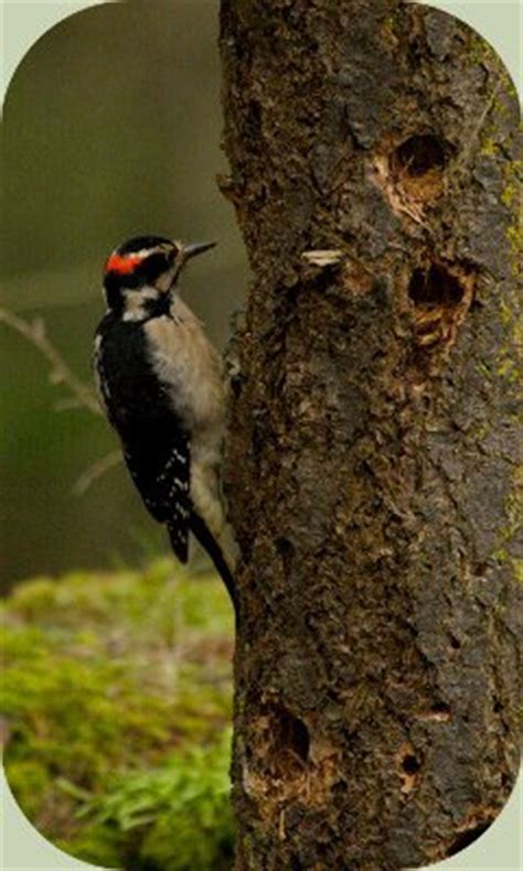 Recognizing Woodpecker Habitat