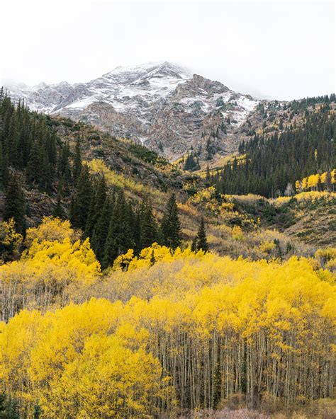 Fall colors in Aspen, Colorado [OC] [1638x2048] : r/EarthPorn