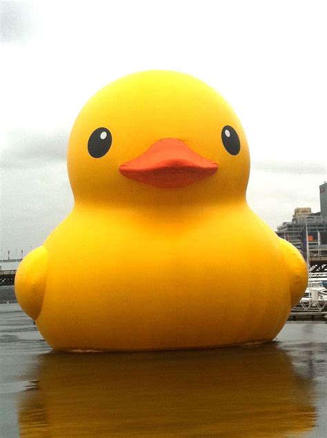 🔥 [50+] Giant Rubber Duck Wallpapers | WallpaperSafari