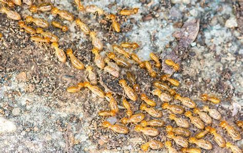 How To Identify A Termite Infestation