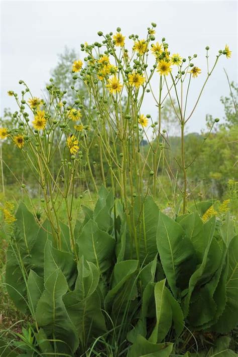 Native Prairie Plants | Hot Sex Picture