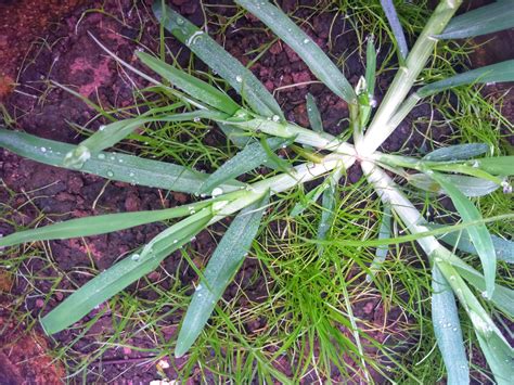 How to manage Goosegrass the annual grassy weed | LebanonTurf