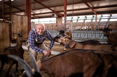 Premium Photo | Farm worker taking care of domestic animals and playing with goats at farmhouse.