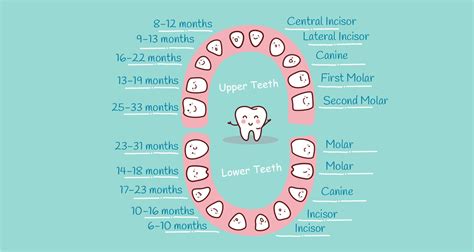 Baby Teething Chart: What Order Do They Come In? - Mama Natural