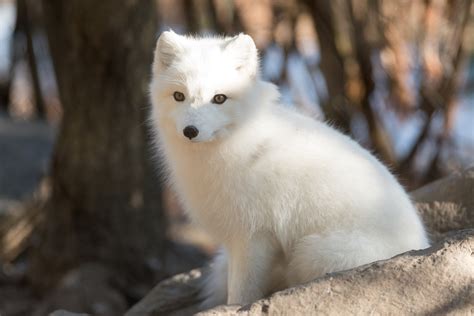 Arctic Fox Wallpapers Images Photos Pictures Backgrounds