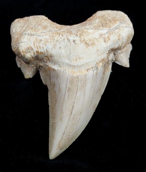 High Quality Otodus Fossil Shark Tooth For Sale (#1748) - FossilEra.com