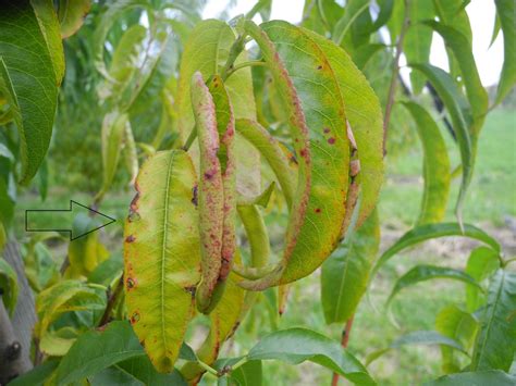 peach tree prunus persica shot hole disease - Nexles