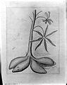 Category:Pencil drawings of plants - Wikimedia Commons