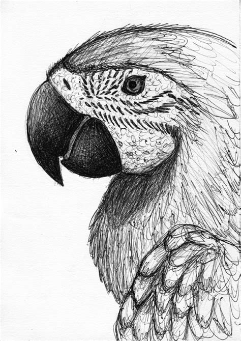 Drawing Animals :: Behance