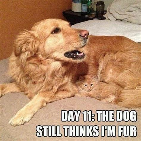 10 Hilarious Memes Of The Relationship Between Cats And Dogs