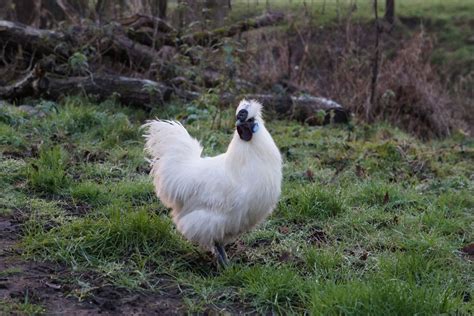 Do Silkie Roosters Crow? (Yes, Video Included) - Chicken & Chicks Info