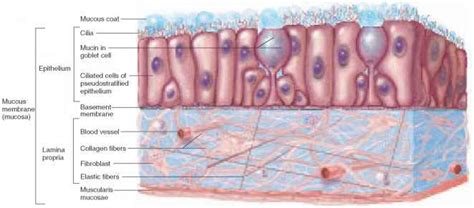 Mucous membrane; Mucosa; Mucosal Tissue; Lamina Propria; Muscularis Mucosae