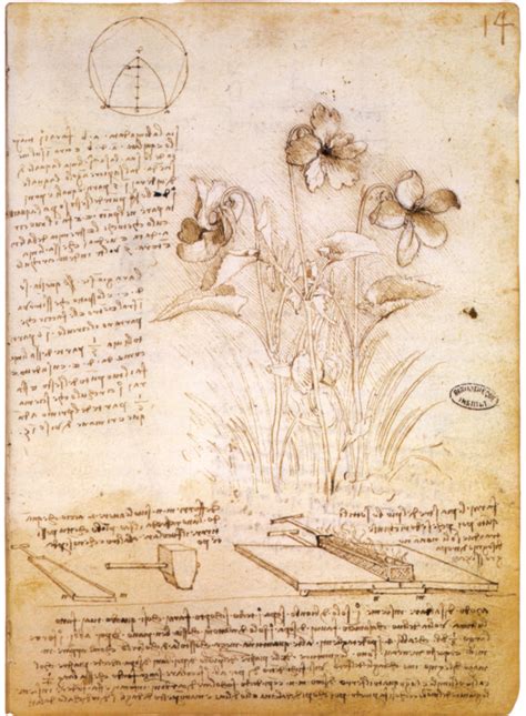 Datei:Leonardo da vinci, figure geometriche e disegno botanico, 1490 circa, parigi, bibliothèque ...