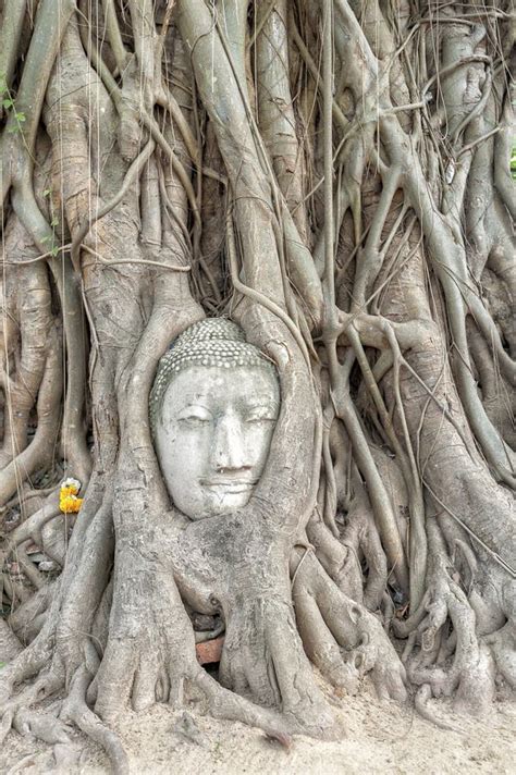 Ayutthaya buddha head stock photo. Image of religion - 61973816