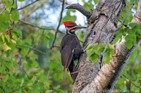 Pileated Woodpecker Drumming (video) | 365 Days of Birds