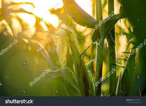 Corn Field Sunset Stock Photo 542213611 | Shutterstock