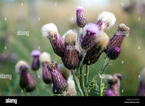 Cirsium arvense, creeping thistle Stock Photo - Alamy