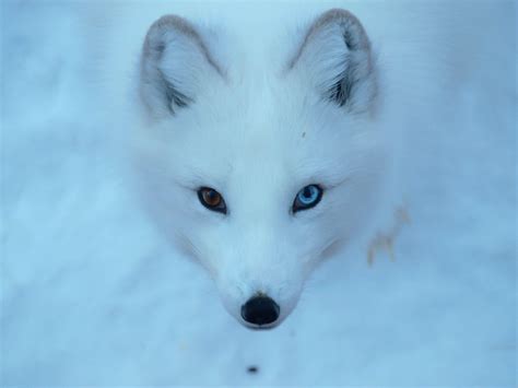 Arctic Fox Wallpapers - Top Free Arctic Fox Backgrounds - WallpaperAccess