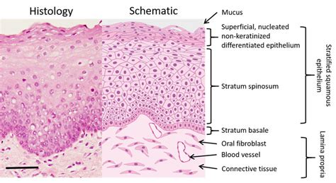 Mucous Membrane Histology