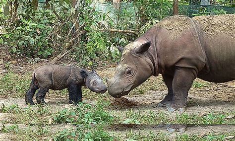 Animals Of Borneo - WorldAtlas.com