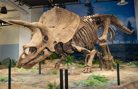 How to See the World's Largest Triceratops at Glazer Children's Museum