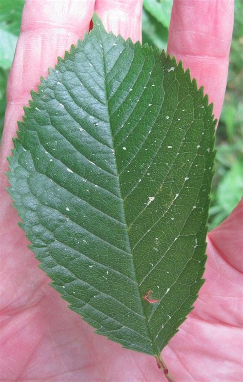 Cherry - Tree Guide UK - Wild Cherry tree identification