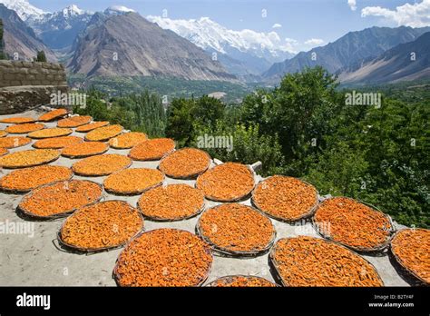 Hunza apricots pakistan hi-res stock photography and images - Alamy