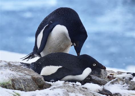 Adélie Penguins - Penguin Pedia