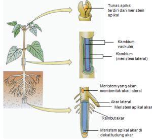 MATERI AJARi: Fungsi Jaringan Hewan Dan Jaringan Pengangkut Tumbuhan