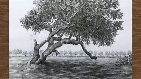 Shading A Tree Drawing