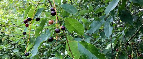 Wild Cherry Tree Identification