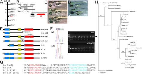 pigment cell development | Semantic Scholar