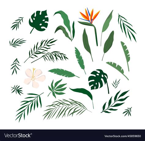 Set of tropical leaves Royalty Free Vector Image