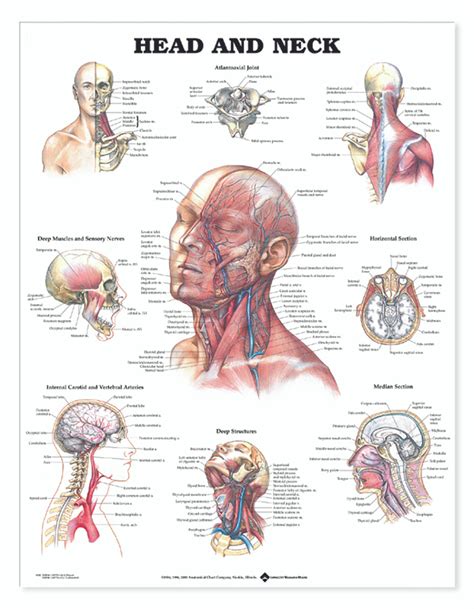 Anatomy Next Anatomy Of Head And Neck Anatomy And Features Anatomy | Images and Photos finder