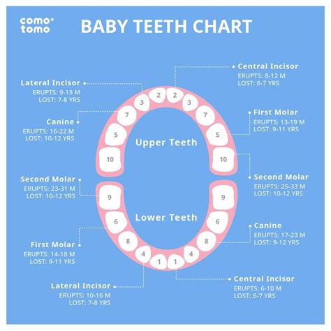 Baby Teeth Names And Numbers Chart