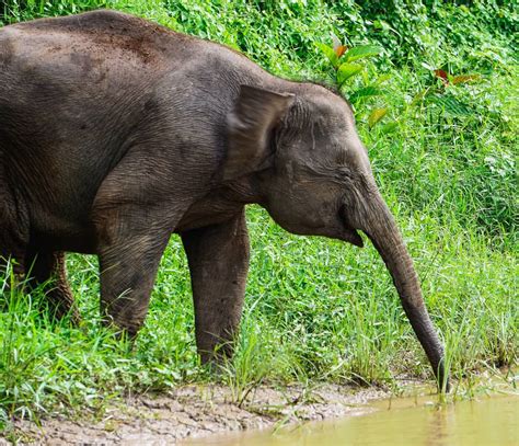 Pygmy Elephants In Borneo, Malaysia - Dreamer at Heart