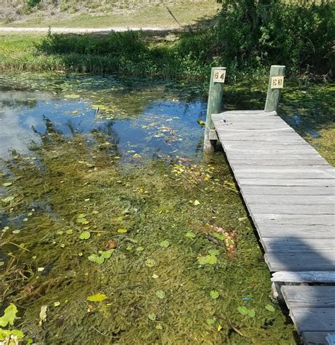 Grass Carp – A Biological Control to Manage Pond Weeds | Panhandle Agriculture