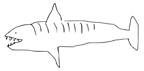 File:Tiger shark drawing.svg - Wikimedia Commons