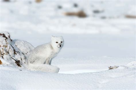 Arctic fox | Adaptations, Habitat & Diet | Britannica