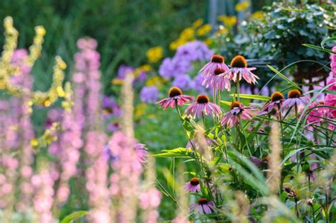 Prairie Garden - The Best Plants to Grow in your Garden